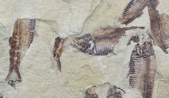 Fossil Fish (Gosiutichthys) Multiple Plate - Lake Gosiute #56776
